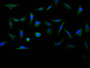 Immunofluorescence staining of MCF7 cell with CAC12702 at 1:200, counter-stained with DAPI. The cells were fixed in 4% formaldehyde and blocked in 10% normal Goat Serum. The cells were then incubated with the antibody overnight at 4C. The secondary antibody was Alexa Fluor 488-congugated AffiniPure Goat Anti-rabbit IgG(H+L).