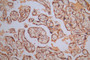 IHC image of CAC12703 diluted at 1:30 and staining in paraffin-embedded human placenta tissue performed on a Leica BondTM system. After dewaxing and hydration, antigen retrieval was mediated by high pressure in a citrate buffer (pH 6.0). Section was blocked with 10% normal goat serum 30min at RT. Then primary antibody (1% BSA) was incubated at 4°C overnight. The primary is detected by a Goat anti-Mouse IgG labeled by HRP and visualized using 0.05% DAB.