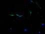 Immunofluorescence staining of NIH/3T3 cell with CAC12703 at 1:10, counter-stained with DAPI. The cells were fixed in 4% formaldehyde and blocked in 10% normal Goat Serum. The cells were then incubated with the antibody overnight at 4C. The secondary antibody was FITC-conjugated AffiniPure Goat Anti-Mouse IgG(H+L).