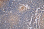 IHC image of CAC12716 diluted at 1:200 and staining in paraffin-embedded human tonsil tissue performed on a Leica BondTM system. After dewaxing and hydration, antigen retrieval was mediated by high pressure in a citrate buffer (pH 6.0). Section was blocked with 10% normal goat serum 30min at RT. Then primary antibody (1% BSA) was incubated at 4°C overnight. The primary is detected by a Goat anti-Mouse IgG labeled by HRP and visualized using 0.05% DAB.