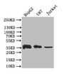 Western Blot; Positive WB detected in: HepG2 whole cell lysate, U87 whole cell lysate, JK whole cell lysate; All lanes: GAPDH antibody at 1:500; Secondary; Goat polyclonal to rabbit IgG at 1/50000 dilution; Predicted band size: 36 kDa; Observed band size: 36 kDa