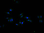 Immunofluorescence staining of HepG2 cell with CAC12718 at 1:20, counter-stained with DAPI. The cells were fixed in 4% formaldehyde and blocked in 10% normal Goat Serum. The cells were then incubated with the antibody overnight at 4C. The secondary antibody was Alexa Fluor 488-congugated AffiniPure Goat Anti-Rabbit IgG(H+L).