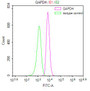 Overlay Peak curve showing Hela cells stained with CAC12718 (red line) at 1:50. Then 10% normal goat serum was Incubated to block non-specific protein-protein interactions followed by the antibody (1ug/1*106cells) for 45 min at 4°C. The secondary antibody used was FITC-conjugated Goat Anti-Mouse IgG(H+L) at 1/200 dilution for 35 min at 4°C. Isotype control antibody (green line) was mouse IgG1 (1ug/1*106cells) used under the same conditions. Acquisition of >10,000 events was performed.