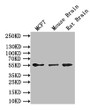 Western Blot; Positive WB detected in: MCF7 whole cell lysate, Mouse Brain tissue lysate, Rat Brain tissue lysate; All lanes: GFAP antibody at 1:1000; Secondary; Goat polyclonal to mouse IgG at 1/50000 dilution; Predicted band size: 50 kDa; Observed band size: 55 kDa