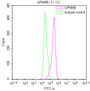 Overlay Peak curve showing Hela cells stained with CAC12725 (red line) at 1:100. Then 10% normal goat serum was Incubated to block non-specific protein-protein interactions followed by the antibody (1ug/1*106cells) for 45 min at 4°C. The secondary antibody used was FITC-conjugated Goat Anti-Mouse IgG(H+L) at 1/200 dilution for 35 min at 4°C. Isotype control antibody (green line) was mouse IgG1 (1ug/1*106cells) used under the same conditions. Acquisition of >10, 003 events was performed.