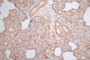 IHC image of CAC12733 diluted at 1:100 and staining in paraffin-embedded human salivary gland tissue performed on a Leica BondTM system. After dewaxing and hydration, antigen retrieval was mediated by high pressure in a citrate buffer (pH 6.0). Section was blocked with 10% normal goat serum 30min at RT. Then primary antibody (1% BSA) was incubated at 4°C overnight. The primary is detected by a Goat anti-Mouse IgG labeled by HRP and visualized using 0.05% DAB.