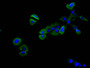 Immunofluorescence staining of SH-SY5Y cell with CAC12748 at 1:30, counter-stained with DAPI. The cells were fixed in 4% formaldehyde and blocked in 10% normal Goat Serum. The cells were then incubated with the antibody overnight at 4C. The secondary antibody was FITC-conjugated AffiniPure Goat Anti-Mouse IgG(H+L).