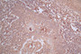 IHC image of CAC12752 diluted at 1:200 and staining in paraffin-embedded human tonsil tissue performed on a Leica BondTM system. After dewaxing and hydration, antigen retrieval was mediated by high pressure in a citrate buffer (pH 6.0). Section was blocked with 10% normal goat serum 30min at RT. Then primary antibody (1% BSA) was incubated at 4°C overnight. The primary is detected by a Goat anti-Mouse IgG labeled by HRP and visualized using 0.05% DAB.