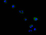 Immunofluorescence staining of Hela cell with CAC12752 at 1:150, counter-stained with DAPI. The cells were fixed in 4% formaldehyde and blocked in 10% normal Goat Serum. The cells were then incubated with the antibody overnight at 4C. The secondary antibody was FITC-conjugated AffiniPure Goat Anti-Mouse IgG(H+L).