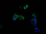 Immunofluorescence staining of hela cell with CAC12762 at 1:30, counter-stained with DAPI. The cells were fixed in 4% formaldehyde and blocked in 10% normal Goat Serum. The cells were then incubated with the antibody overnight at 4C. The secondary antibody was FITC-conjugated AffiniPure Goat Anti-Mouse IgG(H+L).