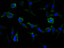 Immunofluorescence staining of SH-SY5Y cell with CAC12762 at 1:30, counter-stained with DAPI. The cells were fixed in 4% formaldehyde and blocked in 10% normal Goat Serum. The cells were then incubated with the antibody overnight at 4C. The secondary antibody was FITC-conjugated AffiniPure Goat Anti-Mouse IgG(H+L).