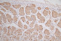 IHC image of CAC12776 diluted at 1:50 and staining in paraffin-embedded human stomach tissue performed on a Leica BondTM system. After dewaxing and hydration, antigen retrieval was mediated by high pressure in a citrate buffer (pH 6.0). Section was blocked with 10% normal goat serum 30min at RT. Then primary antibody (1% BSA) was incubated at 4°C overnight. The primary is detected by a Goat anti-mouse polymer IgG labeled by HRP and visualized using 0.05% DAB.