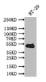 Western Blot; Positive WB detected in: HT-29 whole cell lysate; All lanes: TP53 antibody at 1:500; Secondary; Goat polyclonal to rabbit IgG at 1/50000 dilution; Predicted band size: 43 kDa; Observed band size: 43 kDa