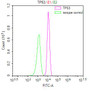 Overlay Peak curve showing Hela cells stained with CAC12787 (red line) at 1:100. Then 10% normal goat serum was Incubated to block non-specific protein-protein interactions followed by the antibody (1ug/1*106cells) for 45 min at 4°C. The secondary antibody used was FITC-conjugated Goat Anti-rabbit IgG(H+L) at 1/200 dilution for 35 min at 4°C. Isotype control antibody (green line) was mouse IgG1 (1ug/1*106cells) used under the same conditions. Acquisition of >10,000 events was performed.