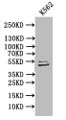 Western Blot; Positive WB detected in: K562 whole cell lysate; All lanes: TUBB1 antibody at 1:1000; Secondary; Goat polyclonal to mouse IgG at 1/50000 dilution; Predicted band size: 50 kDa; Observed band size: 50 kDa