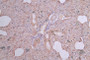 IHC image of CAC12792 diluted at 1:300 and staining in paraffin-embedded human pancreatic tissue performed on a Leica BondTM system. After dewaxing and hydration, antigen retrieval was mediated by high pressure in a citrate buffer (pH 6.0). Section was blocked with 10% normal goat serum 30min at RT. Then primary antibody (1% BSA) was incubated at 4°C overnight. The primary is detected by a Goat anti-Mouse IgG labeled by HRP and visualized using 0.05% DAB.