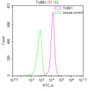 Overlay Peak curve showing NIH/3T3 cells stained with CAC12792 (red line) at 1:200. Then 10% normal goat serum was Incubated to block non-specific protein-protein interactions followed by the antibody (1ug/1*106cells) for 45 min at 4°C. The secondary antibody used was FITC-conjugated Goat Anti-Mouse IgG(H+L) at 1/200 dilution for 35 min at 4°C. Isotype control antibody (green line) was mouse IgG1 (1ug/1*106cells) used under the same conditions. Acquisition of >10,000 events was performed.