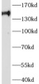 Western Blot