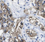 Immunohistochemistry