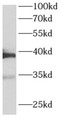 Western Blot