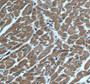 Immunohistochemistry