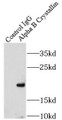 Immunoprecipitation