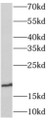 Western Blot