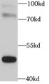 Western Blot