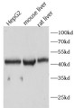 Western Blot