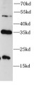 Western Blot