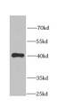 Western Blot