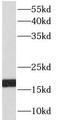 Western Blot