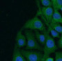 Immunofluorescence