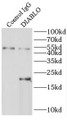 Immunoprecipitation