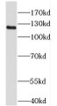 Western Blot