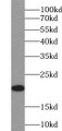 Western Blot