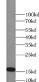 Western Blot