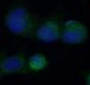 Immunofluorescence