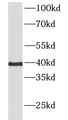 Western Blot