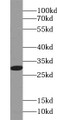 Western Blot