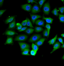 Immunofluorescence