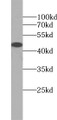 Western Blot