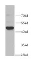 Western Blot