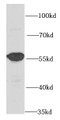 Western Blot