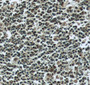 Immunohistochemistry