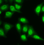 Immunofluorescence