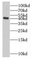 Western Blot