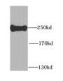 Western Blot