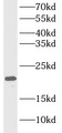 Western Blot