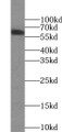 Western Blot